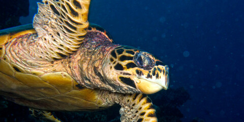 Hawksbill Sea Turtle, Eretmochelys imbricata, Coral Reef, South Ari Atoll, Maldives, Indian Ocean,...