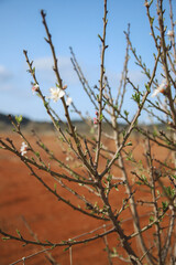 Cherry blossom from an almond tree