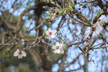 Cherry blossom from an almond tree