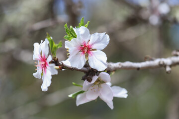 Cherry blossom from an almond tree