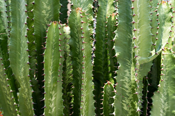 Cactus spiked. Cactus backdround, cacti design or cactaceae pattern.