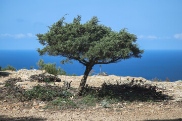 Small tree at the seaside