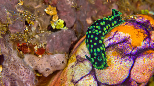 Sea Slug, Dorid Nudibranch, Crested Nembrotha, Nembrotha cristata, Coral Reef, Bunaken National Marine Park, Bunaken, North Sulawesi, Indonesia, Asia