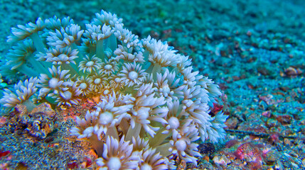 Naklejka na ściany i meble Daisy Coral, Stony coral, Goniopora, Lembeh, North Sulawesi, Indonesia, Asia