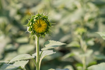 Close-up of a slightly opened sunflower in field, copy space