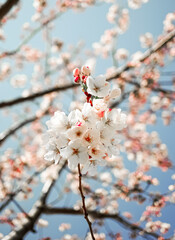 cherry tree blossom in spring
