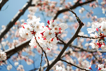 cherry tree blossom in spring
