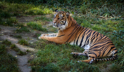 Malayan Tiger in Zoological Garden. Endangered Panthera Tigris Tigris Lying on Green Grass in Zoo.