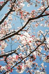 cherry tree blossom in spring