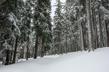 Snowy Spruce Tree in Bohemian Forest. Snow Covered Nature during Winter Season. Coniferous Evergreen Tree in the family Pinaceae.