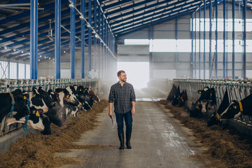 Farmer at the cowshed looking after the cows