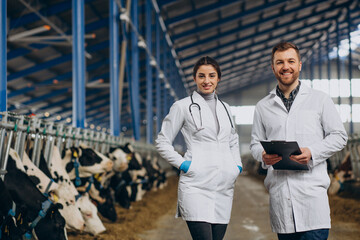 Veterinary at the farm walking in cowshed checking the cows