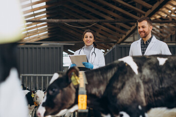 Veterinary at the farm walking in cowshed checking the cows