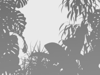 shadow from the leaves 3d illustration palm leaves shadow on a white background
