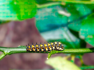 Brown Caterpillar With Yellow Spots And Black Spikes