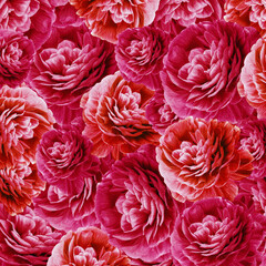 Red chrysanthemums flowers.  Flower on the black isolated  background.  Close-up. Nature.