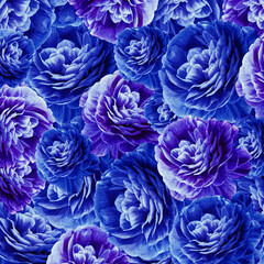 Blue chrysanthemums flowers.  Floral background.  Close-up. Nature.