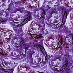 Violet chrysanthemums flowers.  Floral background.  Close-up. Nature.