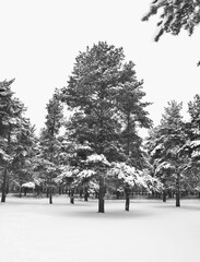 Trees covered in snow