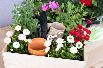 Seedlings of spring beautiful flowers and gardening tools in a wooden box.