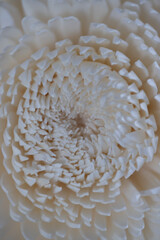 Lignes, courbes et textures blanches