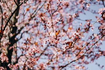 cherry tree blossom in spring