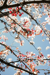 cherry tree blossom in spring