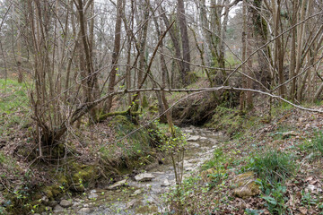 stream in a forest of the kuartango valley in the north of spain