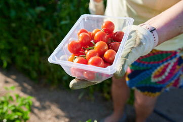 older unrecognizable woman farmer's hand with working gloves holding a plastic container filled with freshly picked cherry tomatoes