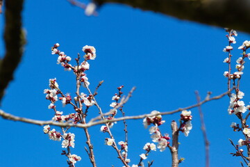 Beautiful and colorful apricot flower in full bloom