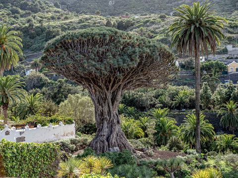 Drago milenario de Icod de los Vinos, Tenerife