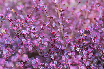 Attractive shrub with burgundy, pink and cream oval leaves