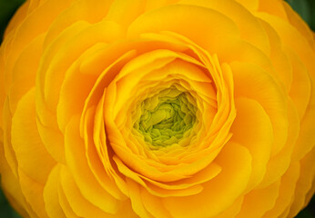 yellow rose flower macro background