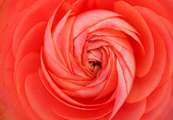orange rose closeup background macro