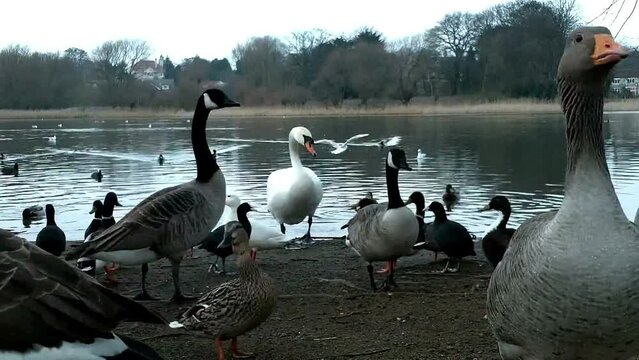 Water fowl feeding on bank of fresh water lake. UK.