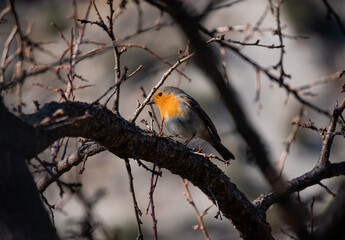 robin in the spring sun
