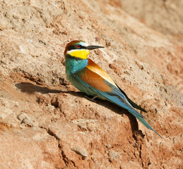 Bee-eater in a breeding colony in an abandoned quarry