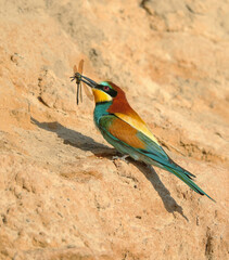 Bee-eater in a breeding colony in an abandoned quarry