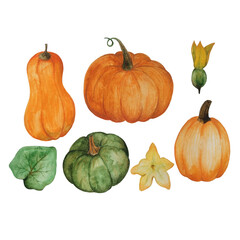 Collection of pumpkins, leaves and flowers. Set of isolated watercolor elements on a white background. Halloween and Thanksgiving day