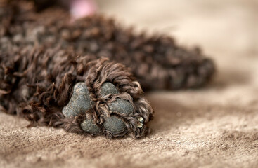 Hundepfote isoliert auf dem Teppich