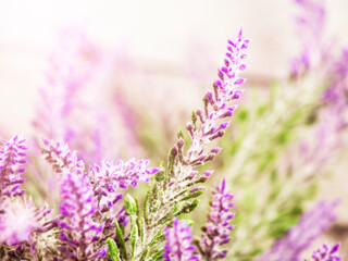 Mountain lavender, beautiful flowers very close
