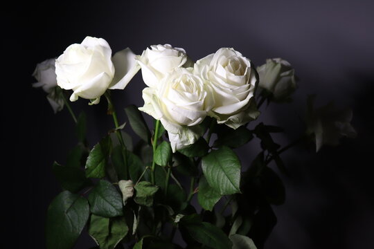 bouquet of white roses on black background  