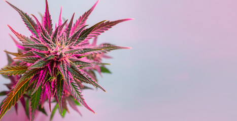 Modern banner with marijuana. Top view of a purple pink cannabis plant. Blooming cannabis bud macro. Medical hemp bush background with place for text.