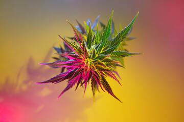 Cannabis top view. Modern colorful marijuana on yellow background. Beautiful and positive flowering...