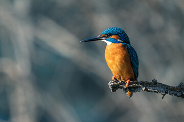 Kingfisher