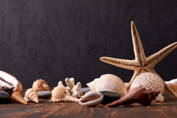 shells on the wooden background