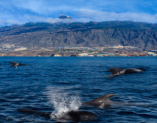 Ballenas cerca de Tenerife con el Teide al fondo