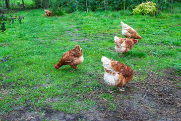 Brown hen walking free on green meadow. Group of chicken feeding in summer garden