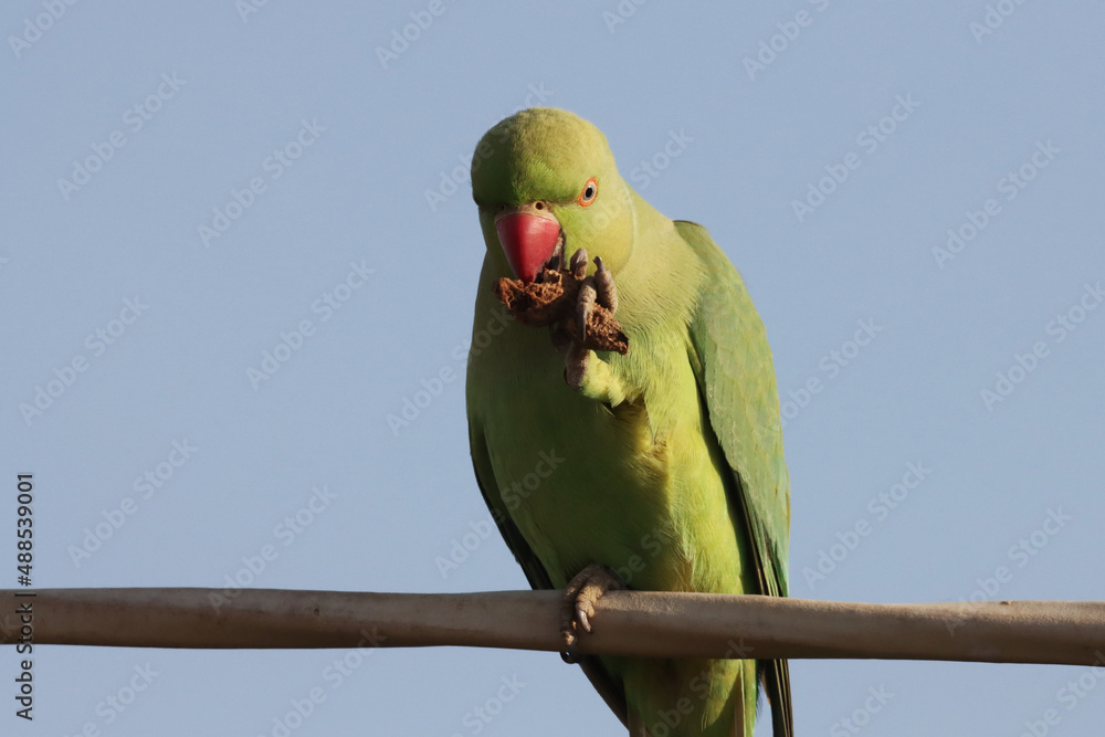 Poster A closeup of a green necklace parrot