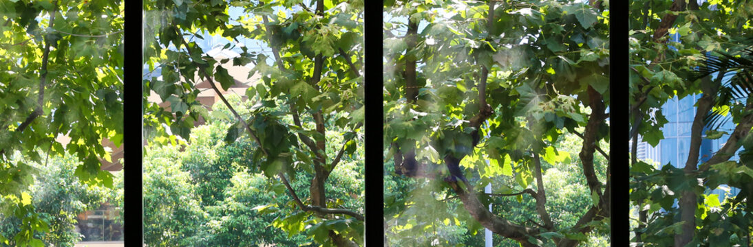 Fototapeta clean black frame large window glass with green parasol tree leaves view background banner